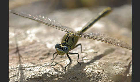 Westliche Keiljungfer (Gomphus pulchellus)