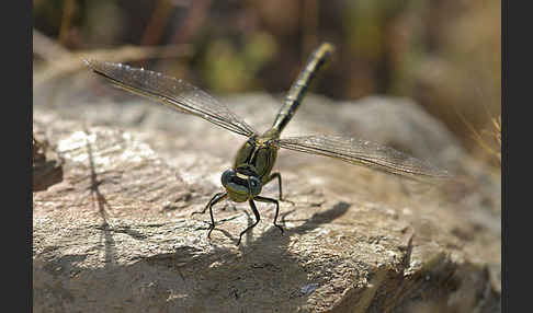 Westliche Keiljungfer (Gomphus pulchellus)