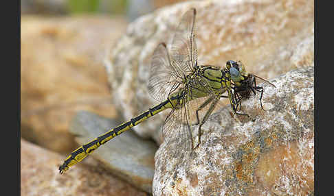 Westliche Keiljungfer (Gomphus pulchellus)