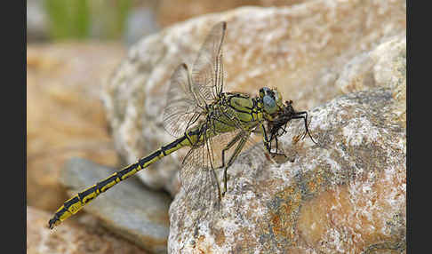 Westliche Keiljungfer (Gomphus pulchellus)