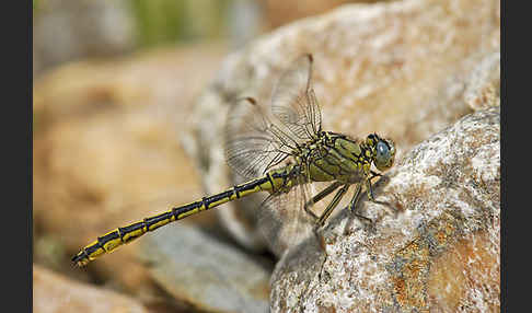 Westliche Keiljungfer (Gomphus pulchellus)