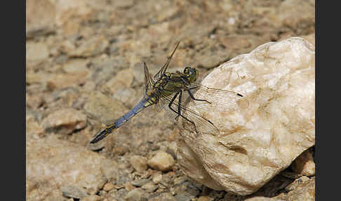 Großer Blaupfeil (Orthetrum cancellatum)