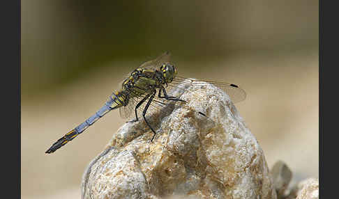 Großer Blaupfeil (Orthetrum cancellatum)