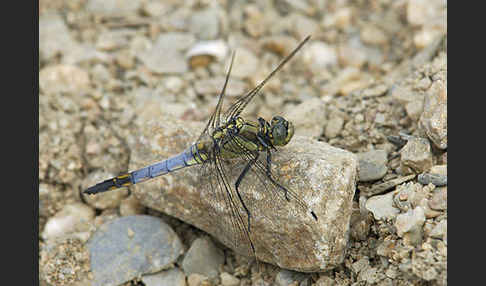 Großer Blaupfeil (Orthetrum cancellatum)