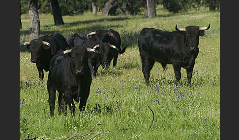 Spanisches Kampfrind (Bos taurus)