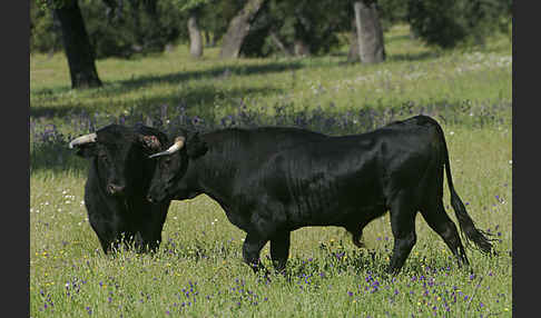 Spanisches Kampfrind (Bos taurus)