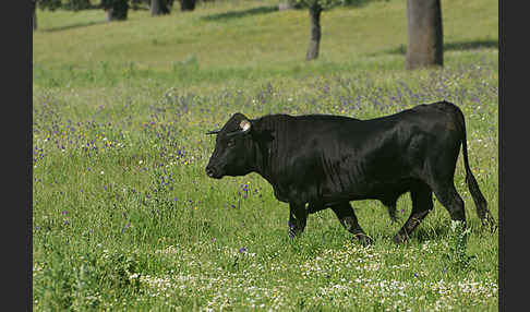 Spanisches Kampfrind (Bos taurus)