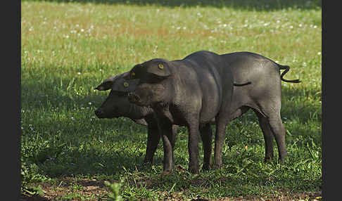 Iberisches Schwein (Cerdo Ibérico)