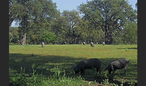 Iberisches Schwein (Cerdo Ibérico)