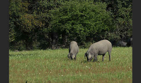 Iberisches Schwein (Cerdo Ibérico)