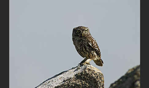 Steinkauz (Athene noctua)