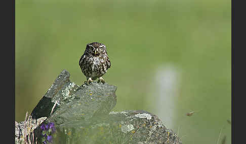 Steinkauz (Athene noctua)