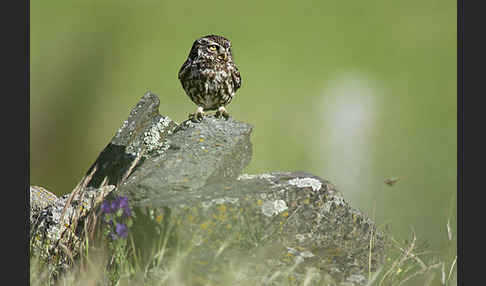 Steinkauz (Athene noctua)