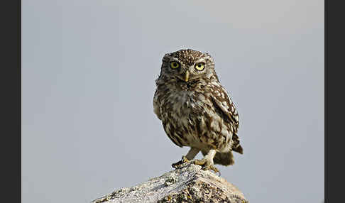 Steinkauz (Athene noctua)