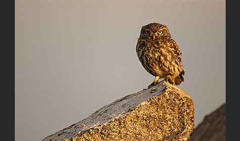 Steinkauz (Athene noctua)