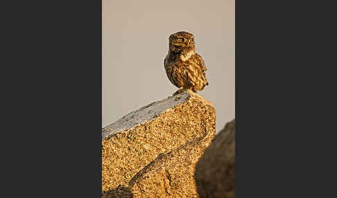 Steinkauz (Athene noctua)