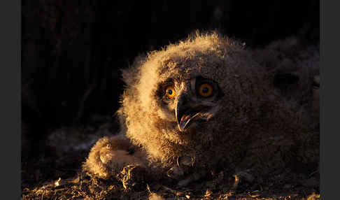 Uhu (Bubo bubo)