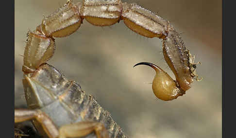 Felsenskorpion (Buthus occitanus occitanus)