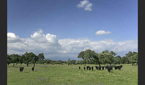 Spanisches Kampfrind (Bos taurus)