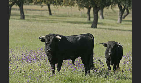 Spanisches Kampfrind (Bos taurus)