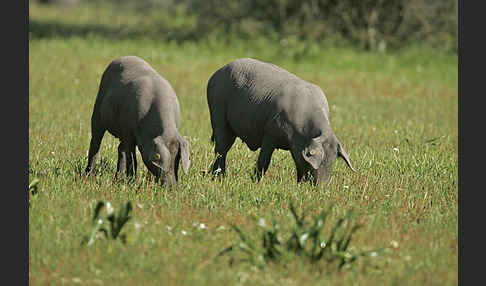 Iberisches Schwein (Cerdo Ibérico)