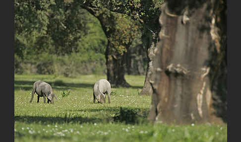 Iberisches Schwein (Cerdo Ibérico)