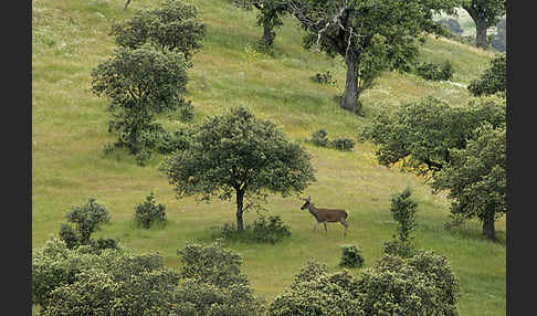 Rotwild (Cervus elaphus)