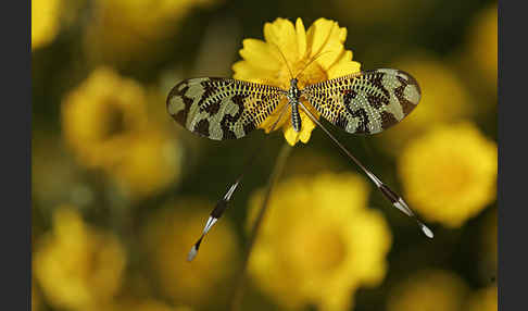 Fadenhaft spec. (Nemoptera bipennis)