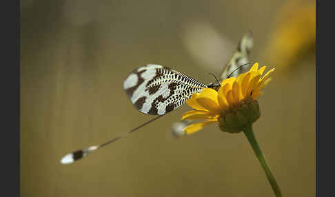 Fadenhaft spec. (Nemoptera bipennis)