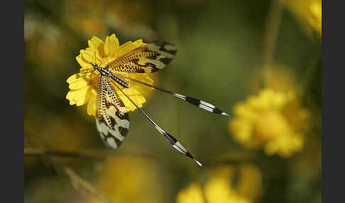 Fadenhaft spec. (Nemoptera bipennis)