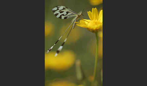 Fadenhaft spec. (Nemoptera bipennis)