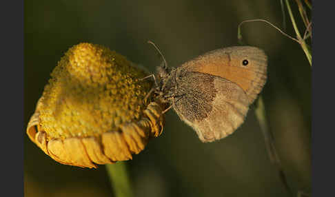 Gemeines Wiesenvögelchen (Coenonympha pamphilus)