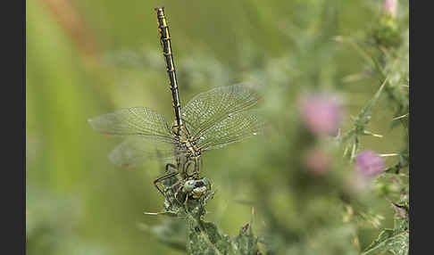 Westliche Keiljungfer (Gomphus pulchellus)