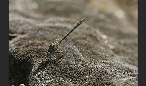 Westliche Keiljungfer (Gomphus pulchellus)