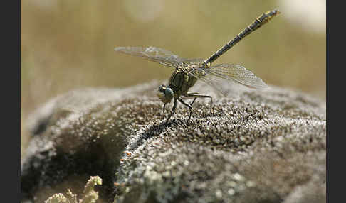 Westliche Keiljungfer (Gomphus pulchellus)