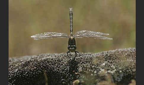 Westliche Keiljungfer (Gomphus pulchellus)