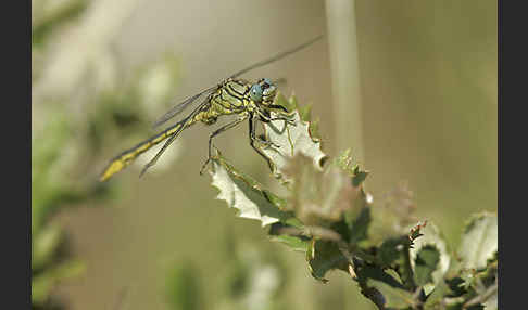 Westliche Keiljungfer (Gomphus pulchellus)