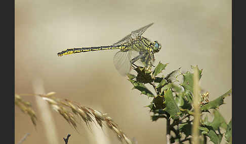 Westliche Keiljungfer (Gomphus pulchellus)