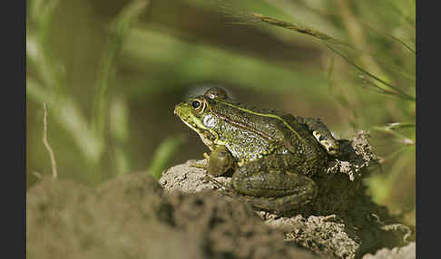 Iberischer Wasserfrosch (Rana perezi)