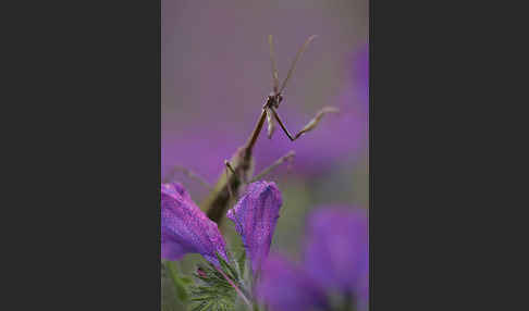 Gottesanbeterin spec. (Empusa pennata)