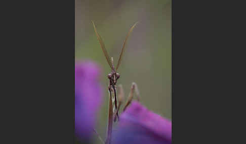 Gottesanbeterin spec. (Empusa pennata)