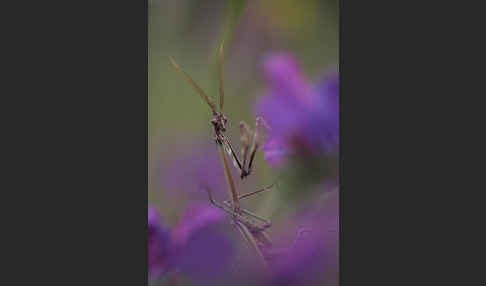 Gottesanbeterin spec. (Empusa pennata)