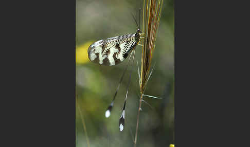 Fadenhaft spec. (Nemoptera bipennis)