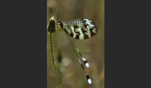 Fadenhaft spec. (Nemoptera bipennis)