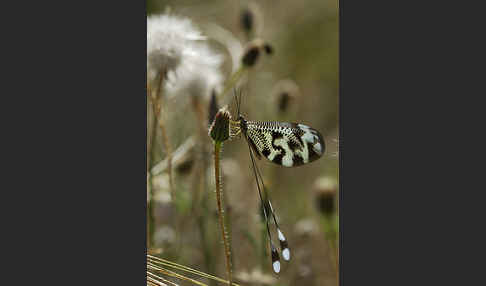 Fadenhaft spec. (Nemoptera bipennis)