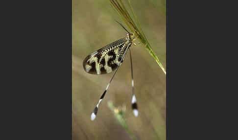 Fadenhaft spec. (Nemoptera bipennis)