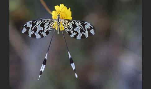 Fadenhaft spec. (Nemoptera bipennis)