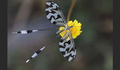 Fadenhaft spec. (Nemoptera bipennis)