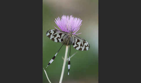 Fadenhaft spec. (Nemoptera bipennis)