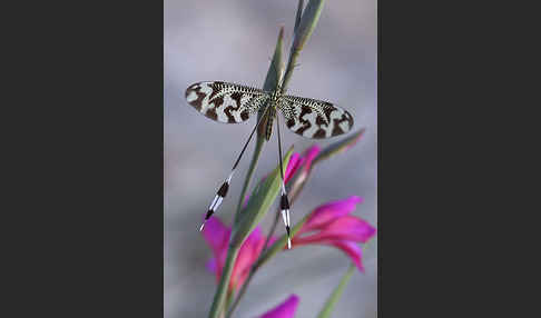 Fadenhaft spec. (Nemoptera bipennis)